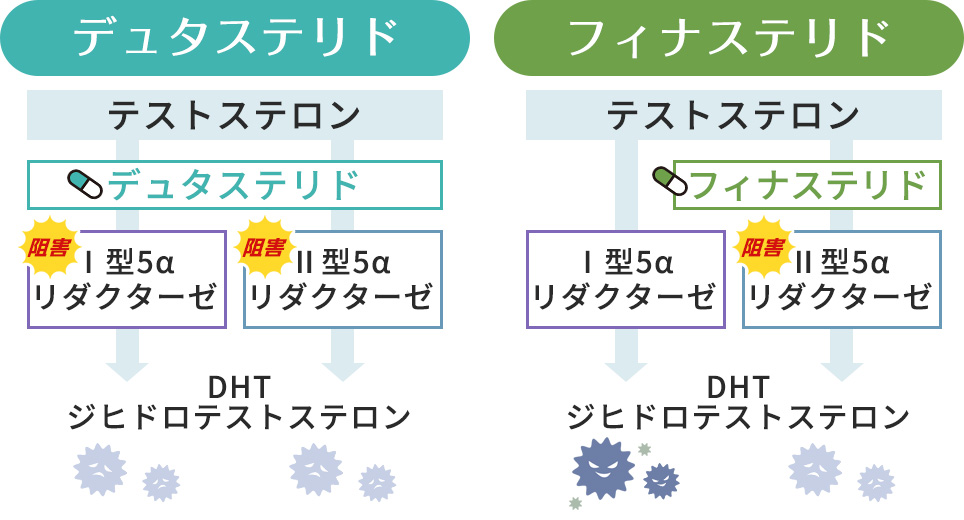 デュタステリドとフィナステリドの作用の図説