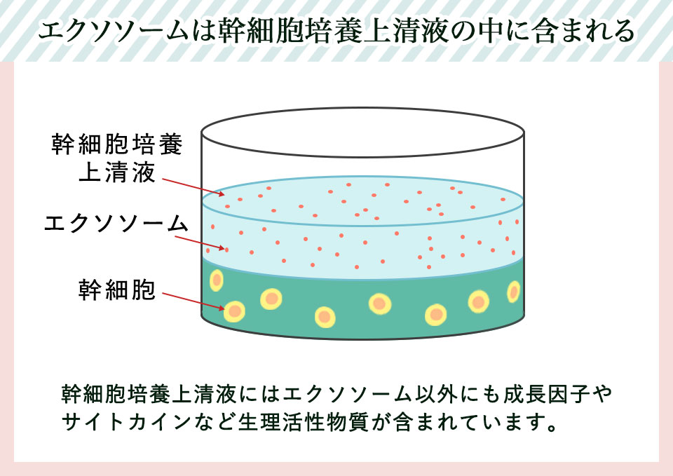 幹細胞培養上清液の中に含まれるエクソソームの図説