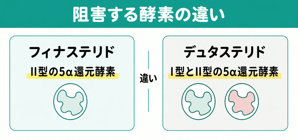 フィナステリドとデュタステリドが阻害する酵素の違い